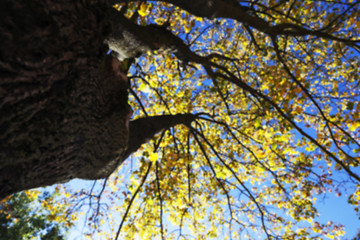 Image showing autumn in the park