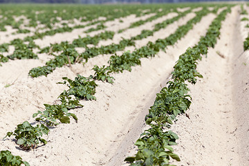 Image showing Agriculture, potato field