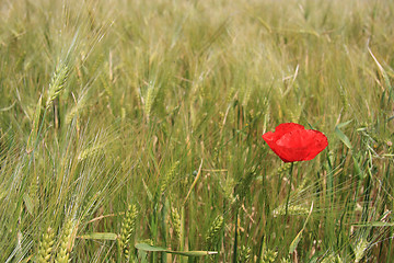 Image showing 1 Poppy