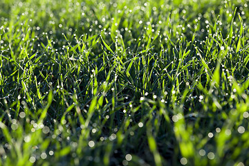 Image showing young grass plants, close-up