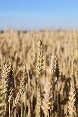 Image showing Field of cereal in the summer