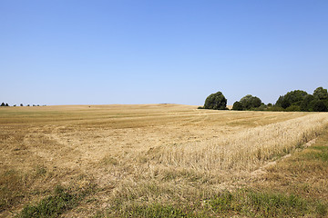 Image showing gathering the wheat crop