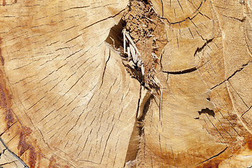 Image showing cut down a tree, close-up