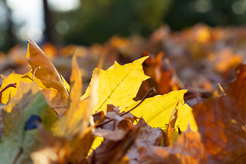 Image showing autumn in the park