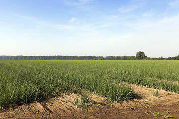 Image showing sprouts green onions