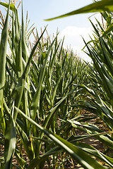 Image showing corn field, agriculture