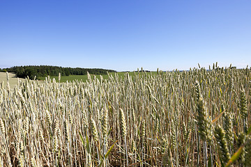 Image showing farm field cereals