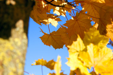 Image showing autumn in the park