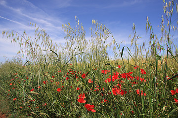 Image showing Floral background