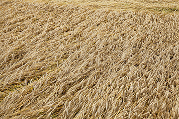 Image showing ripe yellow cereals