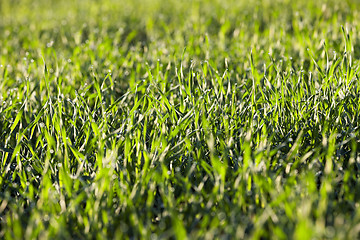 Image showing young grass plants, close-up