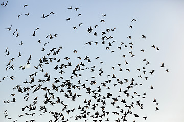 Image showing birds flying in the sky