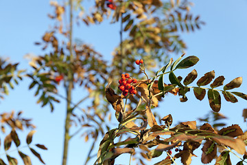 Image showing rowan tree in autumn