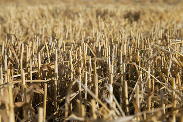 Image showing ripe yellow cereals