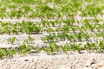 Image showing green carrot field