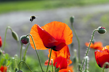 Image showing red poppies. summer