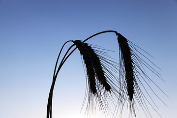 Image showing Spike rye at sunset