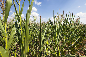 Image showing corn field. Summer