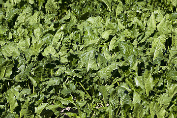 Image showing Field with sugar beet