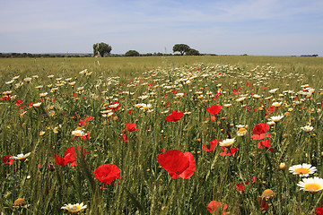 Image showing Floral Background