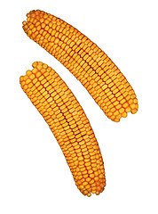 Image showing Ear of corn isolated