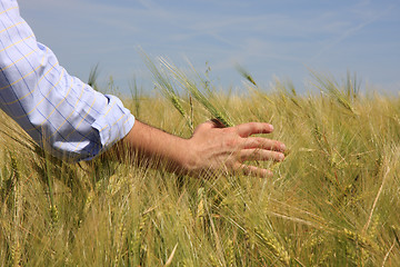 Image showing Hand & Wheat