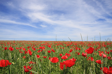 Image showing Beauty on Nature