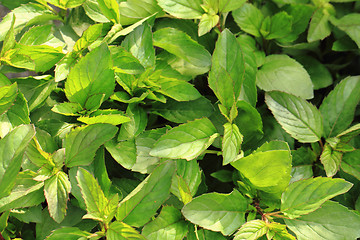 Image showing fresh mint background