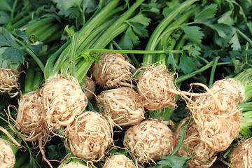 Image showing root celery from farm