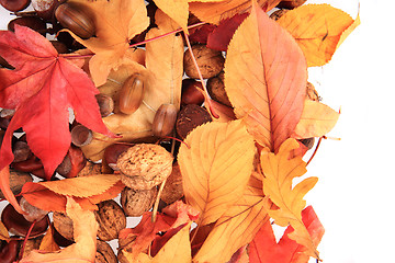 Image showing autumn acorn and other autumn souvenirs