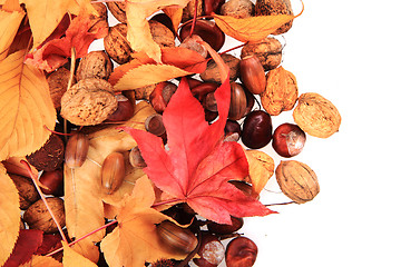 Image showing autumn acorn and other autumn souvenirs