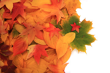 Image showing autumn leaves isolated on white background