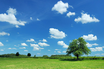 Image showing Summer Landscape