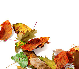 Image showing Multicolor autumn dry leafs