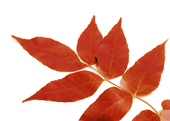 Image showing Red autumnal leaf