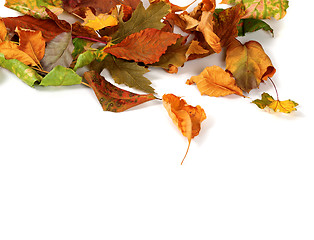 Image showing Autumn dried leafs isolated on white background