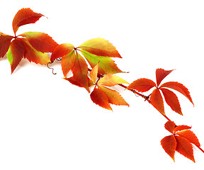 Image showing Red autumn branch of grapes leaves