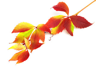 Image showing Branch of autumn grapes leaves (Parthenocissus quinquefolia foli
