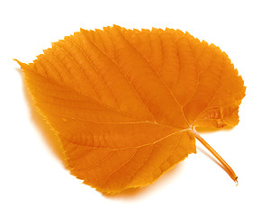 Image showing Autumn leaf on white background