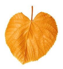 Image showing Autumnal linden-tree leaf