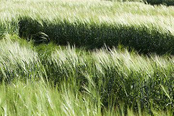 Image showing destruction of green cereals