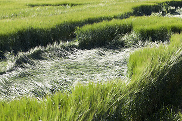 Image showing destruction of green cereals