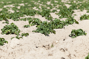 Image showing Potatoes in the field