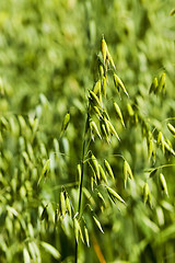 Image showing green cereals , spring