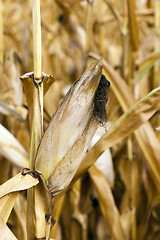 Image showing ripe corn, autumn