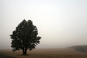 Image showing tree in the field