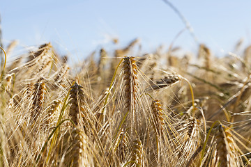 Image showing ripe yellow cereals