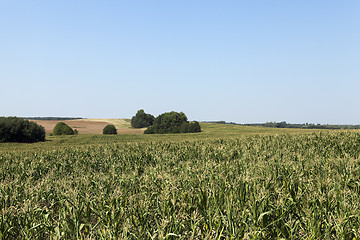 Image showing cornfield, blue sky