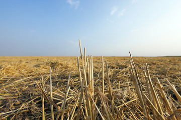 Image showing wheat field after harvest