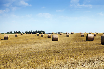 Image showing cereal harvest field